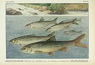 popis obrázku chybí