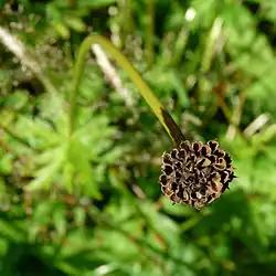 Vysemeněný upolín