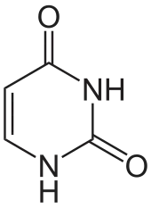 Uracil (U)