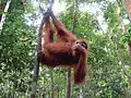 Orangutan sumaterský