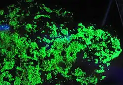 Uranopilit (fluorescence): (UO2)6SO4(OH)6O2·14H2O