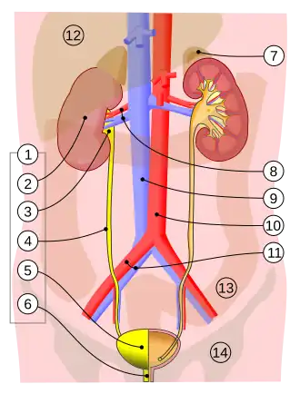 1. Vylučovací soustava člověka: 2. ledvina, 3. ledvinová pánvička, 4. močovod, 5. močový měchýř, 6. močová trubice. (levá strana ukazuje orgány na řezu) 7. nadledvina Cévy: 8. ledvinová tepna a žíla, 9. dolní dutá žíla, 10. břišní aorta, 11. společná kyčelní tepna a žíla Ostatní struktury (průsvitně): 12. játra, 13. tlusté střevo, 14. pánev