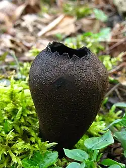 urnička pohárová (Urnula craterium)