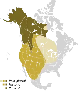 rozšíření grizzlyho po době ledové, v minulosti (sv. a tm. hnědá) a v současnosti (tm. hnědá)