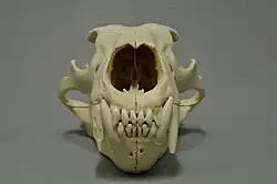 Fotografie lebky medvěda ledního s výraznými předními trháky. Uprostřed fotografie se nachází výrazní nosní otvor. Lebka je vyfocena čelně a umístěna na bílém pozadí.