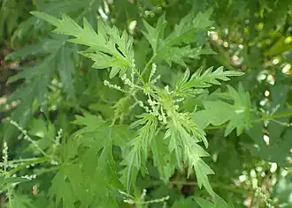 alternativní popis obrázku chybí