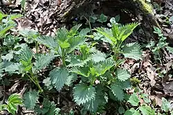 kopřiva dvoudomá (Urtica dioica)