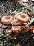 Armillaria sp.