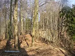 Bukový les v přírodní rezervaci Vápenka