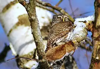 kulíšek nejmenší