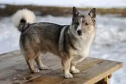 Krátká srst - švédský vallhund