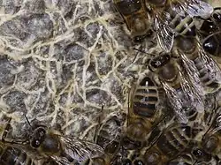 Bílé čárky představují tunelovité chodbičky ve voskových víčcích medných plástů.