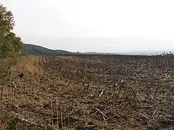 Výšinné opevněné sídliště - field.JPG