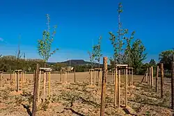 Výsadba dřevin v Polici nad Metují