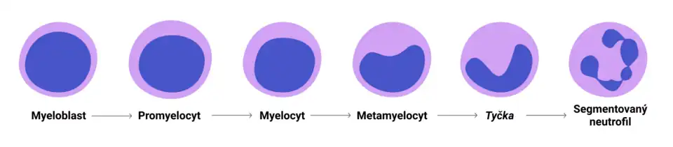 Vývoj neutrofilů v kostní dřeni