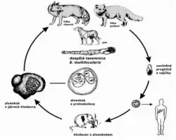 lišky, hlodavec, játra a paraziti