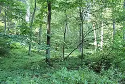 Fotografie zachycuje okolní lužní les s porostem