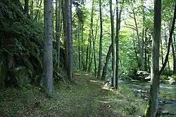 Lesní cesta vedoucí kolem řeky v přírodní památce