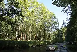 Pohled na stromové patro rostoucí na břehu Lomnice