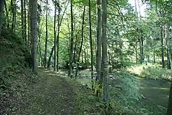 Neudržovaná lesní cesta na pravém břehu Lomnice