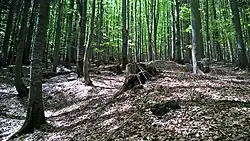 lesní porosty v dolní části CHÚ