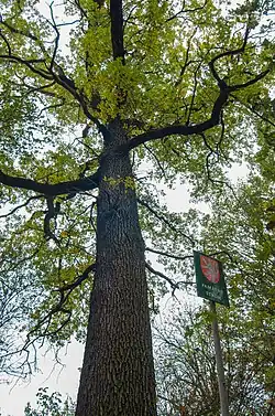 Jeden z památných stromů v osadě