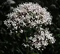 Květenství kozlíku lékařského (Valeriana officinalis)