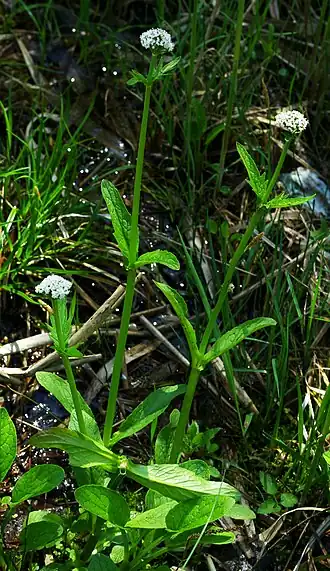 alternativní popis obrázku chybí