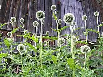 alternativní popis obrázku chybí