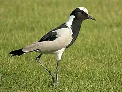 alternativní popis obrázku chybí