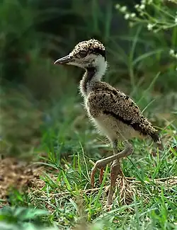 Čejka černoprsá (Vanellus indicus), Nové Dillí