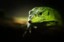 Varan smaragdový (Varanus prasinus) v pražské zoo.