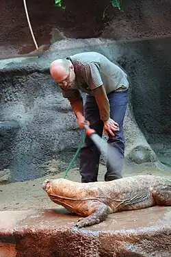 Varan komodský s ošetřovatelem