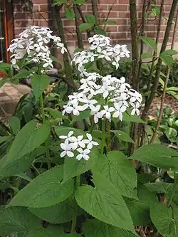 alternativní popis obrázku chybí