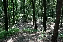 Vchod ve východní části valu viereckschanze u Ludéřova na Olomoucku.jpg