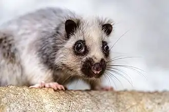 alternativní popis obrázku chybí