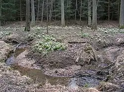 Rozkvetlé bledule jarní