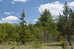 Rašelinná louka v rezervaci