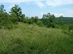 Stepní trávník na Horneku