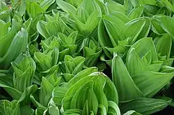 Listy kýchavice bílé