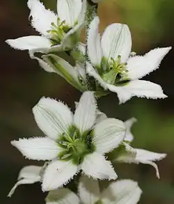 Neúplně synkarpní gyneceum kýchavice bílé