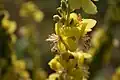 Verbascum speciosum