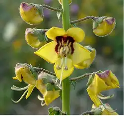 V. barnadesii z Pyrenejského poloostrova a Maroka
