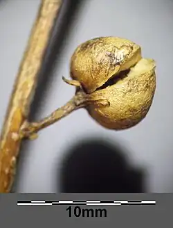 Pukající tobolka d. švábovité