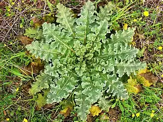 Listová růžice Verbascum sinuatum rozšířené ve Středomoří