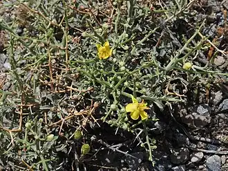 V. spinosum endemická na Krétě je pichlavý keřík s ostrými kolci