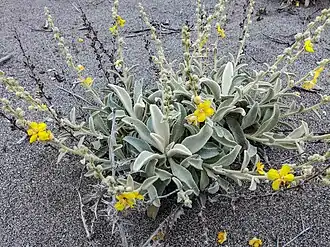 Verbascum syriacum z východoegejských ostrovů