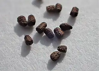 Semínka d. malokvěté