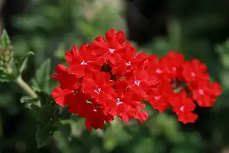 Kultivar sporýše kanadského 'Taylortown Red'