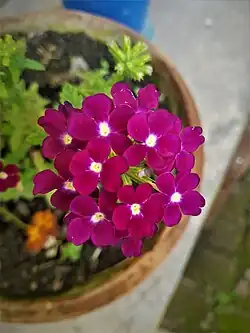 Glandularia 'Cascade Pink'